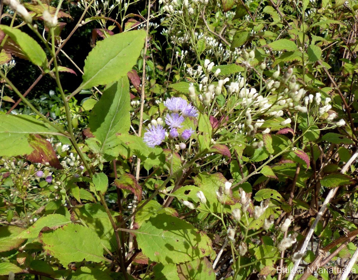 Cyanthillium hookerianum (Arn.) H.Rob.